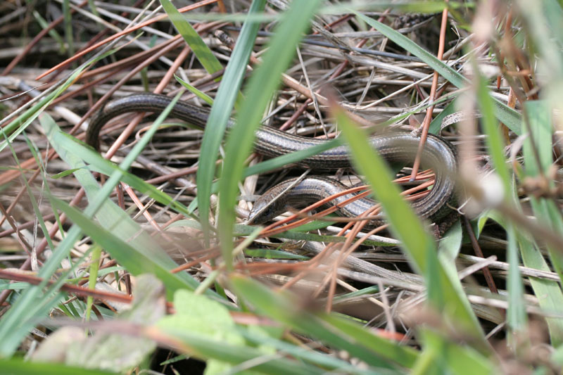 Luscengola Chalcides chalcides